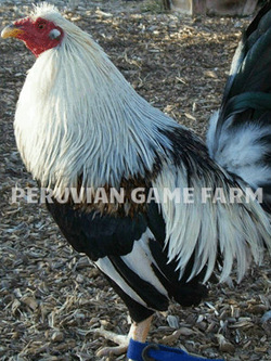 Farm Fowl Game Hatch